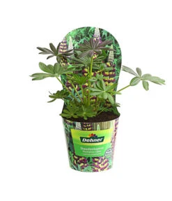 Lupine, Verschiedene Farben -Eleganter Garten 8029027 PR FS 002 LupineWestcountryPotcoverT19DehnerExpressHerzig