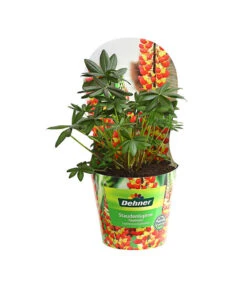 Lupine, Verschiedene Farben -Eleganter Garten 8029027 PR FS 005 LupineWestcountryPotcoverT19DehnerExpressHerzig
