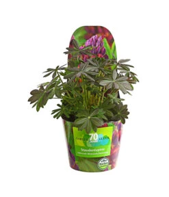 Lupine, Verschiedene Farben -Eleganter Garten 8029027 PR FS 006 LupineWestcountryPotcoverT19DehnerExpressHerzig