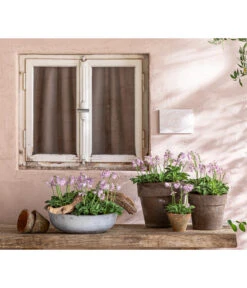 Funkie 'Blue Mouse Ears' -Eleganter Garten 8029332 WE MO 001 FunkieBlueMouseEars BestOffHosta 2021 Head