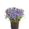 Bleiwurz -Eleganter Garten 8031635 PR FS 003 CeratostigmaHerbstzauberBleiwurzT13DehnerExpressHerzig
