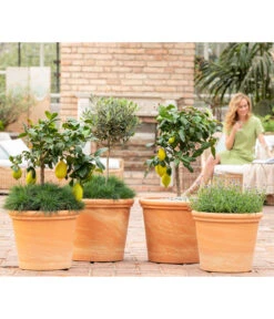 Spang Terrakotta-Topf Toscana, Rund 10 Spang Terrakotta-Topf Toscana, Rund -Eleganter Garten 8037780 7120942 8092108 3697612 WE MO 001 SpaetsommerTerrasseCitrusOliveLavandulaFestuca