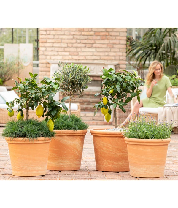 Spang Terrakotta-Topf Toscana, Rund 5 Spang Terrakotta-Topf Toscana, Rund – Bild 3