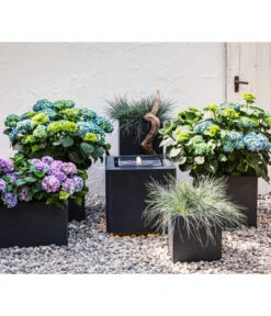 Blauschwingel 'Intense Blue' -Eleganter Garten 8037780 7222805 WE MO 001 BauerhortensieHydragenaMacrophylla