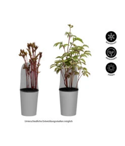 Pfingstrose 'Red Charm' -Eleganter Garten 8037798 WE IG 001 Pfingstrosen