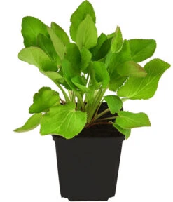 Alpen-Mannstreu 'Big Blue' -Eleganter Garten 8040974 PR FS 001 ErynigumAlpinumBlueStarAlpenMannstreuDistelT9DehnerExpressHerzig