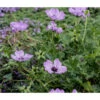 Grauer Storchschnabel 'Ballerina' -Eleganter Garten 8040982 PR DE 001 GeraniumCinereumStorchschnabelLucknerJuni2015