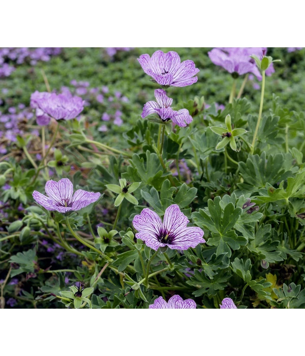 Grauer Storchschnabel 'Ballerina' 3 Grauer Storchschnabel 'Ballerina'