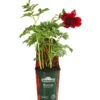 Pfingstrose 'Red Charm' -Eleganter Garten 8041360 PR FS 001 PaeoniaCoralRedCharmPfingstrose4LDehnerExpressHerzig