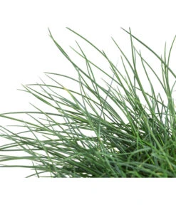 Blauschwingel 'Cool As Ice' 7 Blauschwingel 'Cool As Ice' -Eleganter Garten 8042558 WE DE 001 FestucaCinereaCoolAsIceBlauschwingelT14