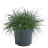 Blauschwingel 'Cool As Ice' -Eleganter Garten 8042558 WE FS 001 FestucaCinereaCoolAsIceBlauschwingelT14