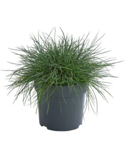 Blauschwingel 'Cool As Ice'