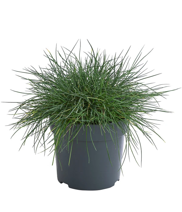 Blauschwingel 'Cool As Ice' 3 Blauschwingel 'Cool As Ice'