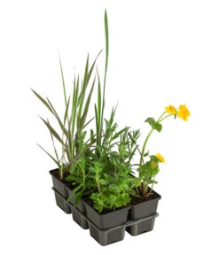 Wasserpflanzen-Set Libelle, Verschiedene Sorten, 6er-Schale