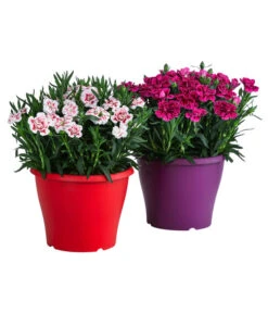 Garten-Nelke, Zweifarbig, Verschiedene Sorten -Eleganter Garten 8050643 WE FS 001 NelkeDianthusInSortenT19