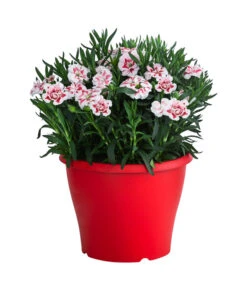 Garten-Nelke, Zweifarbig, Verschiedene Sorten -Eleganter Garten 8050643 WE FS 002 NelkeDianthusInSortenT19