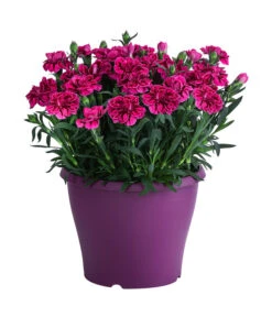 Garten-Nelke, Zweifarbig, Verschiedene Sorten -Eleganter Garten 8050643 WE FS 003 NelkeDianthusT19