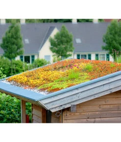 Dachbegrünungsmatte Mit Fetthenne, Verschiedene Sorten, 4-teilig -Eleganter Garten 8051005 8050940 8051294 WE MO 001 DachbegruenungFotolia