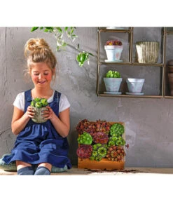 Hauswurz, 6er Schale 14 Hauswurz, 6er Schale -Eleganter Garten 8086498 8013112 WE MO 004 HauswurzDachwurzSempervivumMixT9