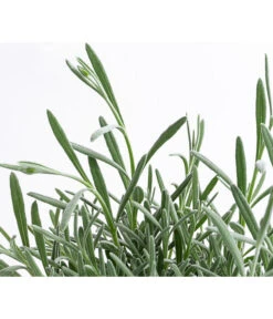 Lavendel 'Silver Sands' -Eleganter Garten 8092769 WE DE 001 LavendelSilverSands