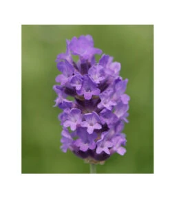 Lavendel 'No. 9' 10 Lavendel 'No. 9' -Eleganter Garten 8094070 PR DE 001 DownderryNo9Helix