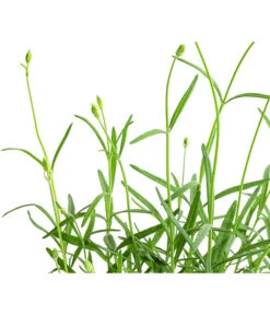 Lavendel 'No. 9' 11 Lavendel 'No. 9' -Eleganter Garten 8094070 WE DE 001 LavandulaAngustifoliaNO9LavendelT13