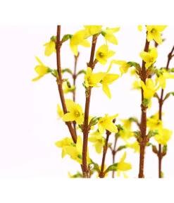 Forsythien-Bund, Ca. 80-100 Cm -Eleganter Garten 8148959 WE DE 001 ForsythieBundDehnerExpressHerzig