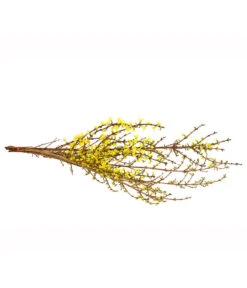 Forsythien-Bund, Ca. 80-100 Cm -Eleganter Garten 8148959 WE FS 001 ForsythieBundDehnerExpressHerzig