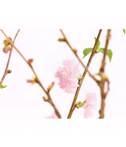 Japanische Kirschzweige, Ca. 80-100 Cm 9 Japanische Kirschzweige, Ca. 80-100 Cm -Eleganter Garten 8149015 WE DE 001 JapanischeKirscheBundDehnerExpressHerzig