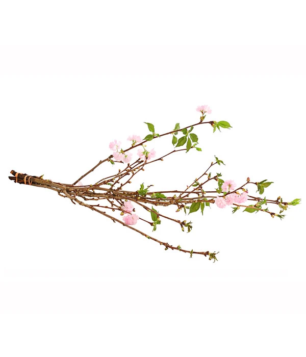 Japanische Kirschzweige, Ca. 80-100 Cm 4 Japanische Kirschzweige, Ca. 80-100 Cm – Bild 2