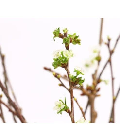 Kirschzweige-Bund, Ca. 80-100 Cm -Eleganter Garten 8149049 WE DE 001 KirschzweigeBundDehnerExpressHerzig 1