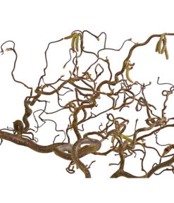 Bio Korkenzieherhasel -Eleganter Garten 8149072 WE DE 001 KorkenzieherhaselBio80 100cmDehnerExpressHerzig