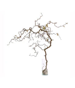 Bio Korkenzieherhasel -Eleganter Garten 8149072 WE FS 002 KorkenzieherhaselBio80 100cmDehnerExpressHerzig 2