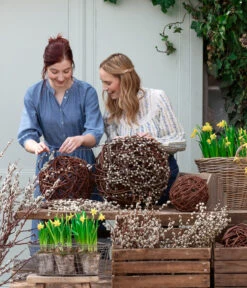 Narzissen 'Tête à Tête' In Birkentopf, Ca. Ø11 Cm -Eleganter Garten 8150476 WE MO 001 WeidenkaetzchenBundWeidenkugel