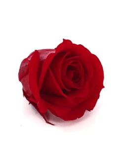 Longlife-Rose, Ca. Ø3 Cm -Eleganter Garten 8192635 WE DE 002 LonglifeRosePVibrantRed