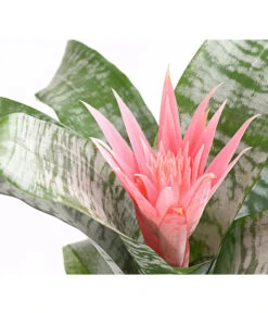 Lanzenrosette - Aechmea Fasciata -Eleganter Garten 8200636 WE DE 001 LanzenrosetteAechmeaPrimeraT15DehnerExpressHerzig