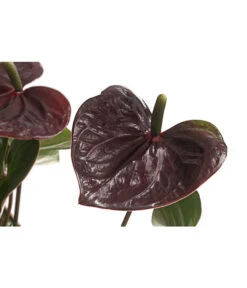 Flamingoblume - Anthurium Andreanum 'Brown Giant' 5 Flamingoblume - Anthurium Andreanum 'Brown Giant' -Eleganter Garten 8201931 PR DE 001 AnthurieGiantChocolatBraunT14DehnerExpressHerzig