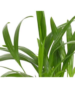 Goldfruchtpalme - Dypsis Lutescens 15 Goldfruchtpalme - Dypsis Lutescens -Eleganter Garten 8203572 WE DE 001 GoldfruchtpalmeChrysalidocarpusArecaT9DehnerExpressHerzig