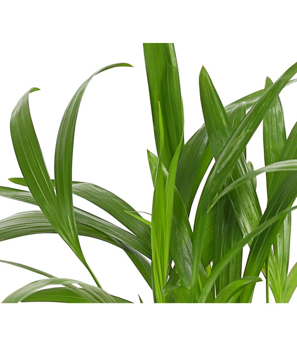 Goldfruchtpalme - Dypsis Lutescens 9 Goldfruchtpalme - Dypsis Lutescens – Bild 7