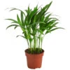 Goldfruchtpalme - Dypsis Lutescens -Eleganter Garten 8203580 WE FS 005 GoldfruchtpalmeDypsisLutesens