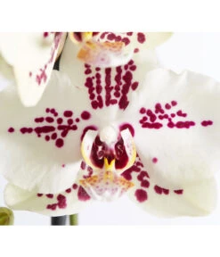 Schmetterlingsorchidee - Phalaenopsis Cultivars 'Cascade', Verschiedene Sorten -Eleganter Garten 8207201 PR DE 004 PHalaenopsis2TrieberVerzweigtSortenmixSchmetterlingsorchideeT12DehnerExpressZS