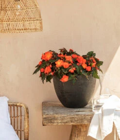 Hängebegonie, Verschiedene Sorten 17 Hängebegonie, Verschiedene Sorten -Eleganter Garten 8208381 20220518 WE MO 001 BegonieOrange