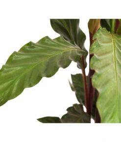 Korbmarante - Calathea Rufibarba -Eleganter Garten 8210775 WE DE 002 CalatheaRufibarbaT12Marante