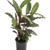 Korbmarante - Calathea Rufibarba -Eleganter Garten 8210775 WE FS 001 CalatheaRufibarbaT12