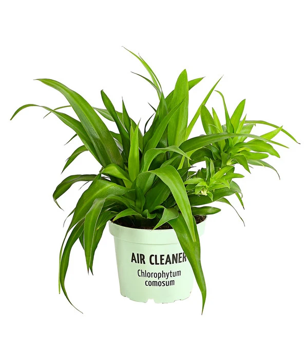 Grünlilie - Chlorophytum Comosum 3 Grünlilie - Chlorophytum Comosum