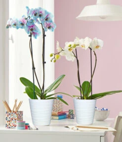 Schmetterlingsorchidee - Phalaenopsis Cultivars 'Blue Wonder' -Eleganter Garten 8212813 3953346 WE MO 003 SchmetterlingsorchideePhalaenopsisBlueWonderWeissUveSauerTopf