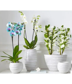 Schmetterlingsorchidee - Phalaenopsis Cultivars 'Blue Wonder' -Eleganter Garten 8212813 PR MO 001 BlueWonderDendrobiumSchmetterlingsorchideePhalaenopsisUveSauer2