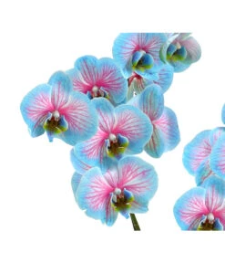 Schmetterlingsorchidee - Phalaenopsis Cultivars 'Blue Wonder' -Eleganter Garten 8212813 WE DE 002 SchmetterlingsorchideePhalaenopsisBlueWonderHerzig