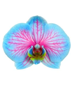 Schmetterlingsorchidee - Phalaenopsis Cultivars 'Blue Wonder' -Eleganter Garten 8212813 WE DE PhalaenopsisBlueWonderDetailSeptemer