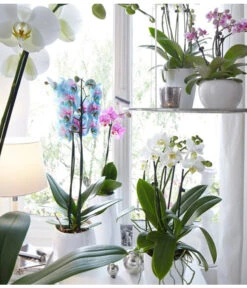 Schmetterlingsorchidee - Phalaenopsis Cultivars 'Blue Wonder' -Eleganter Garten 8212813 WE MO 001 PhalaenopsisBlueWonderDehnerSeptember20152